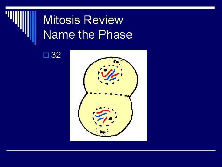 Mitosis Review Name the Phase o 32 
