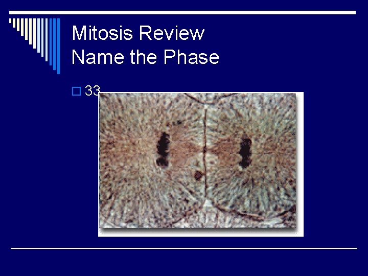 Mitosis Review Name the Phase o 33 