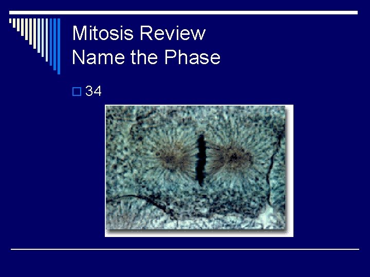 Mitosis Review Name the Phase o 34 