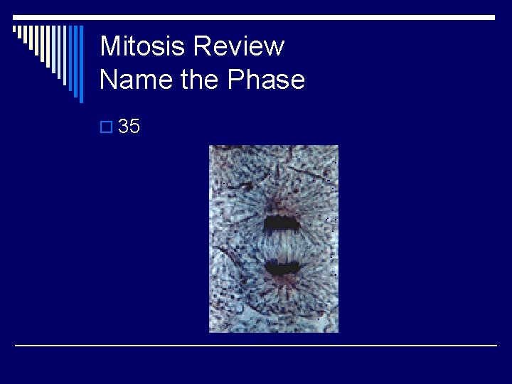 Mitosis Review Name the Phase o 35 