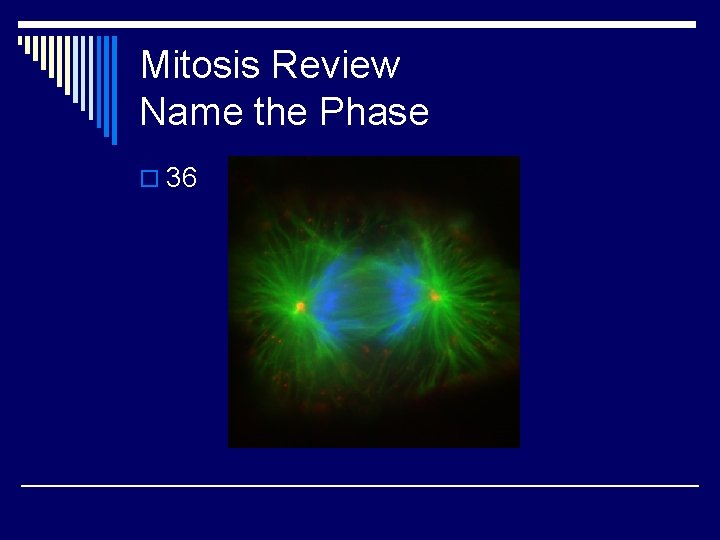 Mitosis Review Name the Phase o 36 