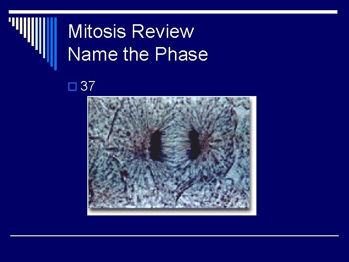 Mitosis Review Name the Phase o 37 