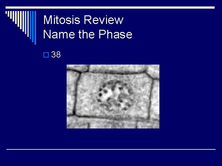 Mitosis Review Name the Phase o 38 
