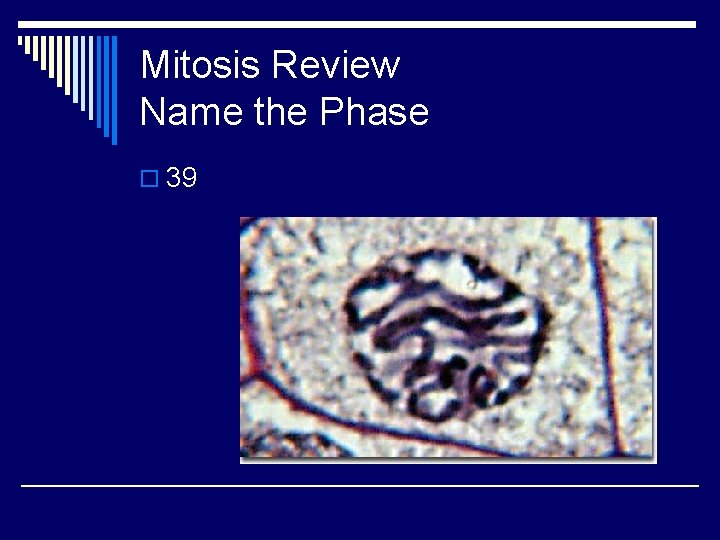 Mitosis Review Name the Phase o 39 