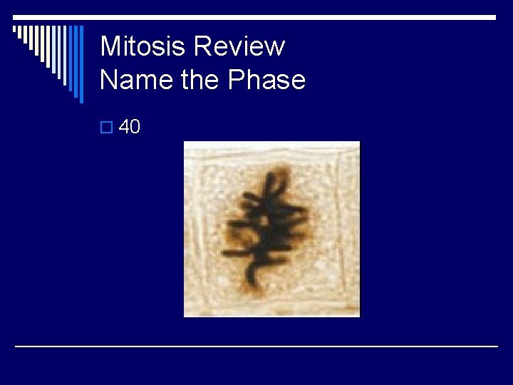 Mitosis Review Name the Phase o 40 