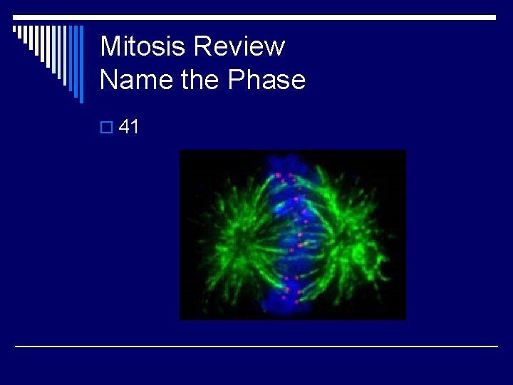 Mitosis Review Name the Phase o 41 