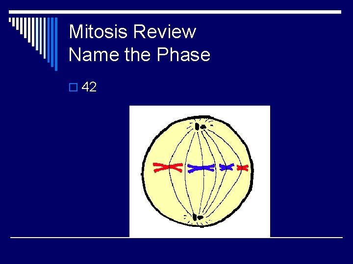 Mitosis Review Name the Phase o 42 