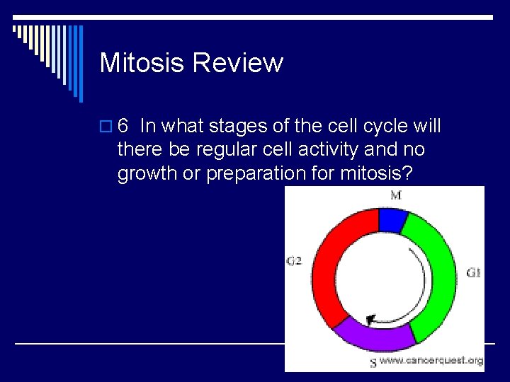 Mitosis Review o 6 In what stages of the cell cycle will there be