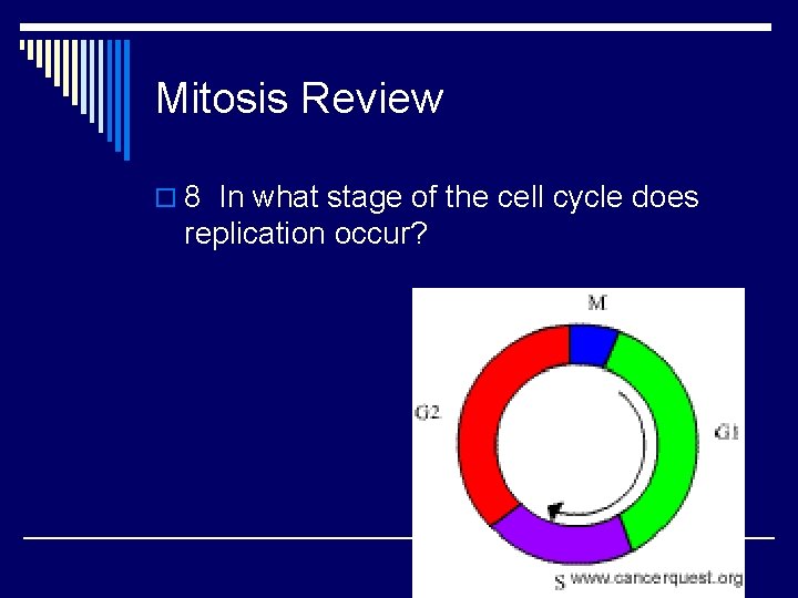 Mitosis Review o 8 In what stage of the cell cycle does replication occur?