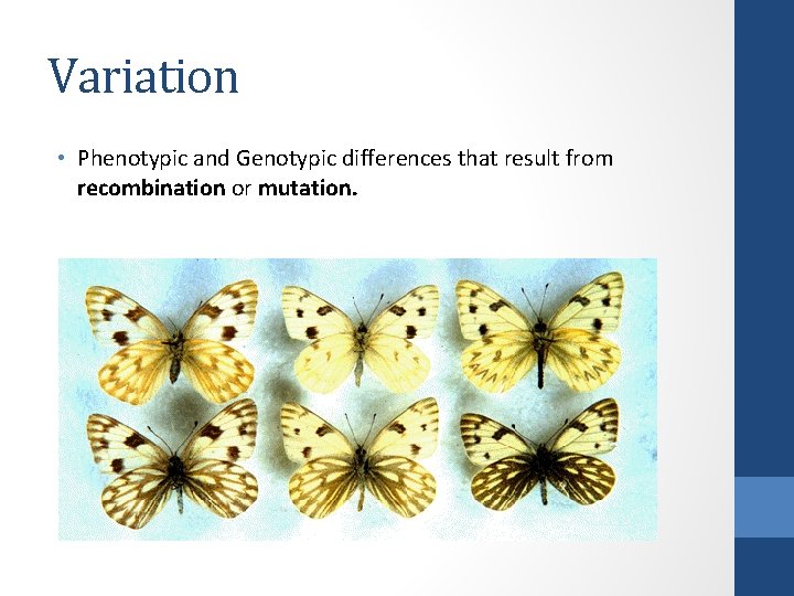 Variation • Phenotypic and Genotypic differences that result from recombination or mutation. 