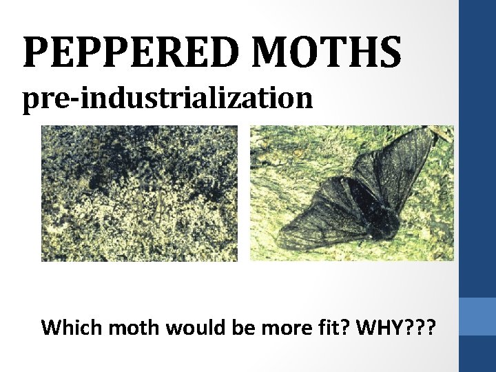 PEPPERED MOTHS pre-industrialization Which moth would be more fit? WHY? ? ? 