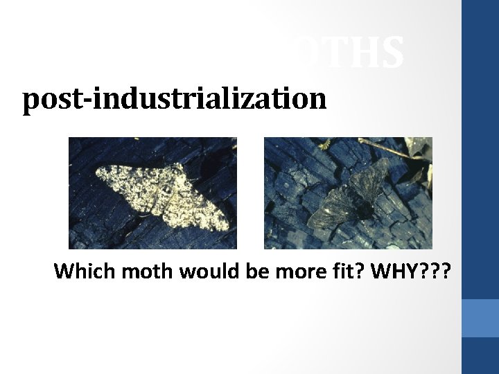 PEPPERED MOTHS post-industrialization Which moth would be more fit? WHY? ? ? 
