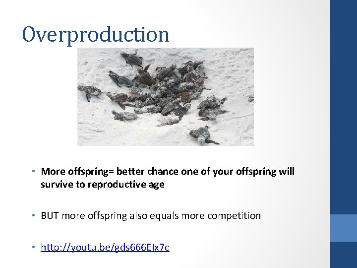 Overproduction • More offspring= better chance one of your offspring will survive to reproductive