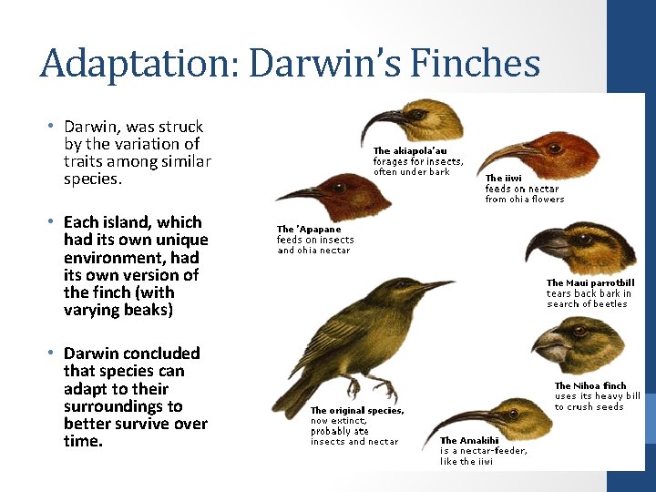 Adaptation: Darwin’s Finches • Darwin, was struck by the variation of traits among similar