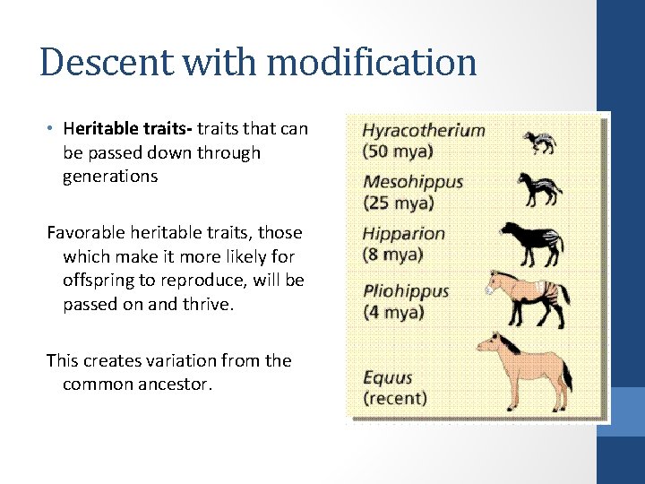 Descent with modification • Heritable traits- traits that can be passed down through generations