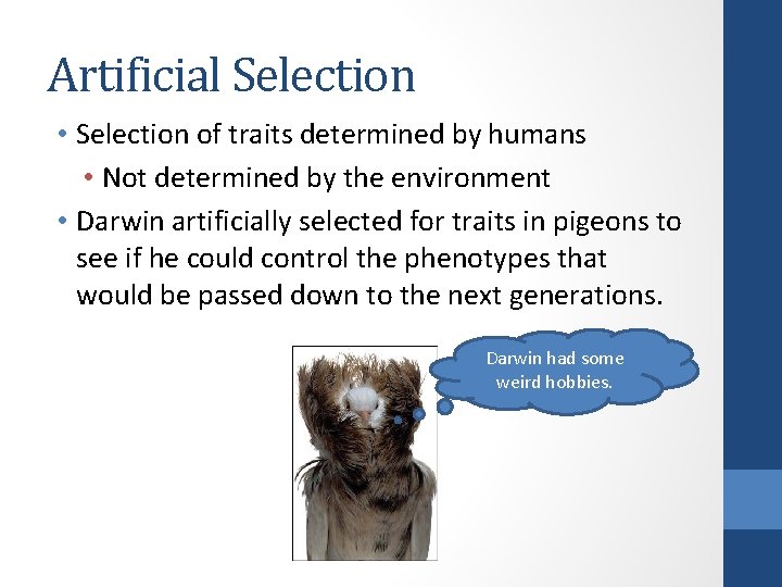 Artificial Selection • Selection of traits determined by humans • Not determined by the
