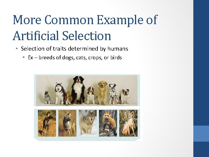 More Common Example of Artificial Selection • Selection of traits determined by humans •