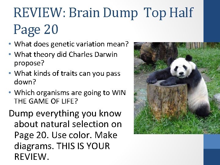 REVIEW: Brain Dump Top Half Page 20 • What does genetic variation mean? •