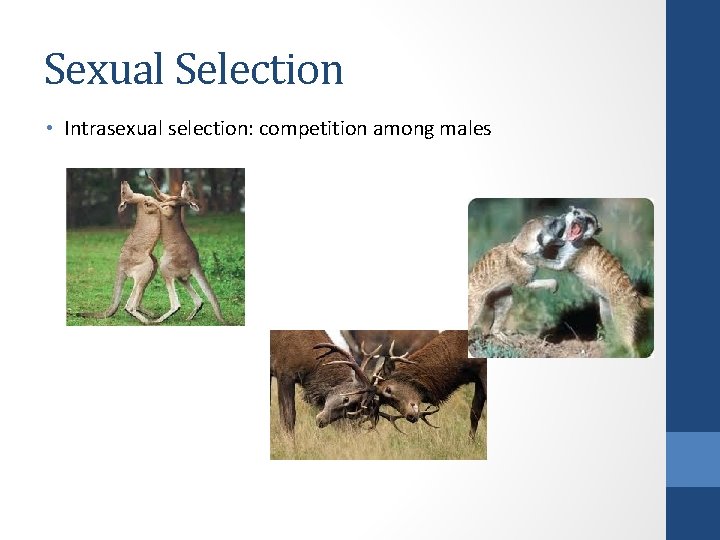 Sexual Selection • Intrasexual selection: competition among males 