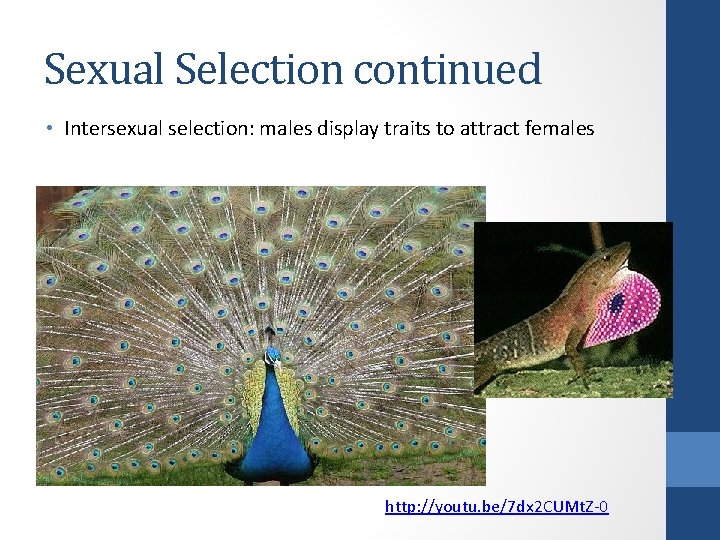 Sexual Selection continued • Intersexual selection: males display traits to attract females http: //youtu.