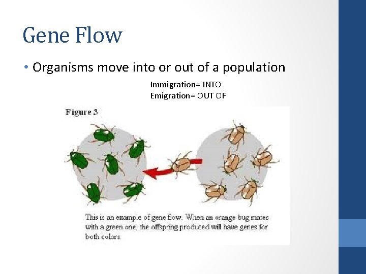 Gene Flow • Organisms move into or out of a population Immigration= INTO Emigration=