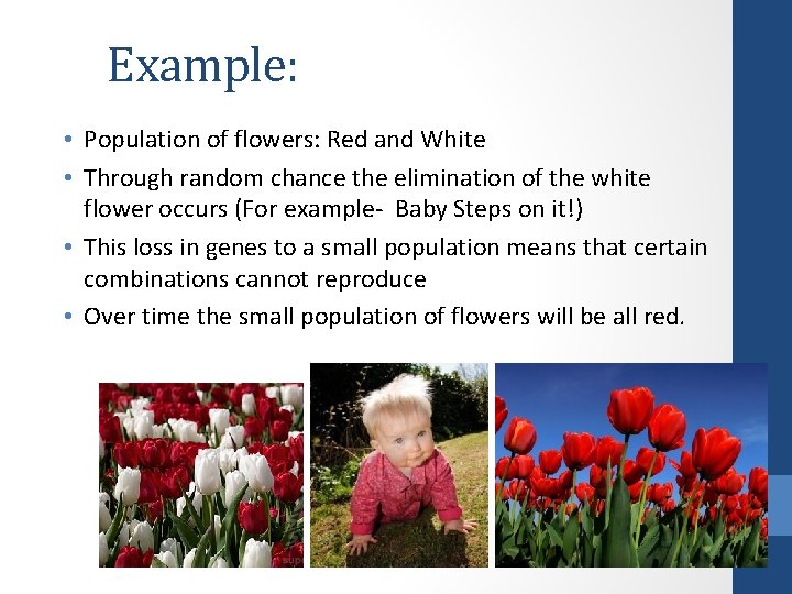 Example: • Population of flowers: Red and White • Through random chance the elimination