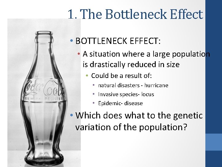 1. The Bottleneck Effect • BOTTLENECK EFFECT: • A situation where a large population