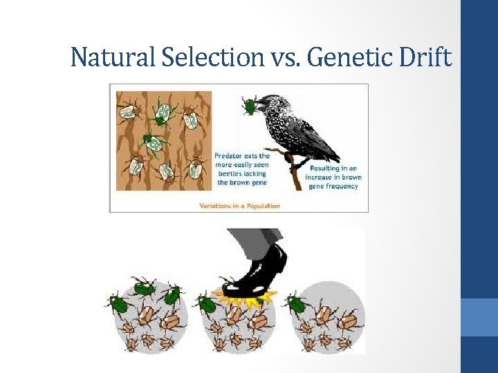 Natural Selection vs. Genetic Drift 