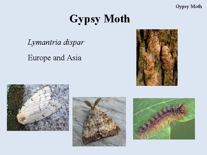 Gypsy Moth Lymantria dispar Europe and Asia 