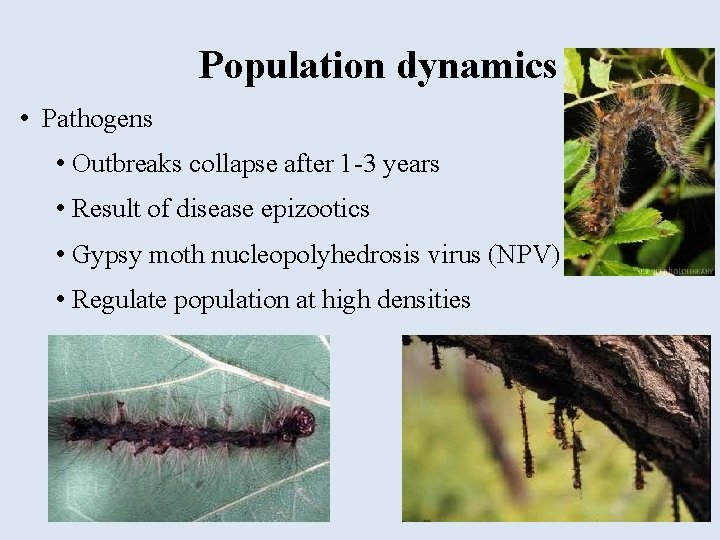 Population dynamics • Pathogens • Outbreaks collapse after 1 -3 years • Result of