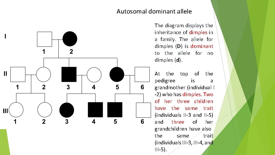 Autosomal dominant allele The diagram displays the inheritance of dimples in a family. The