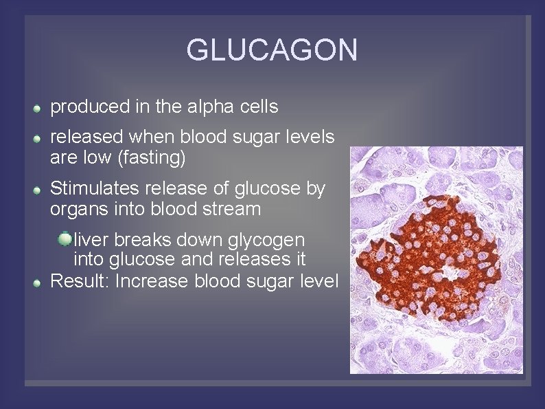 GLUCAGON produced in the alpha cells released when blood sugar levels are low (fasting)