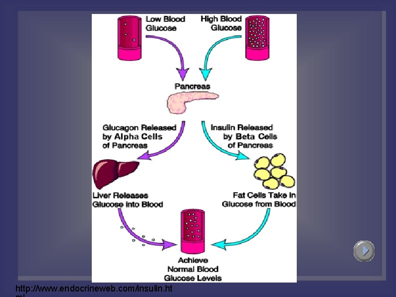 http: //www. endocrineweb. com/insulin. ht 