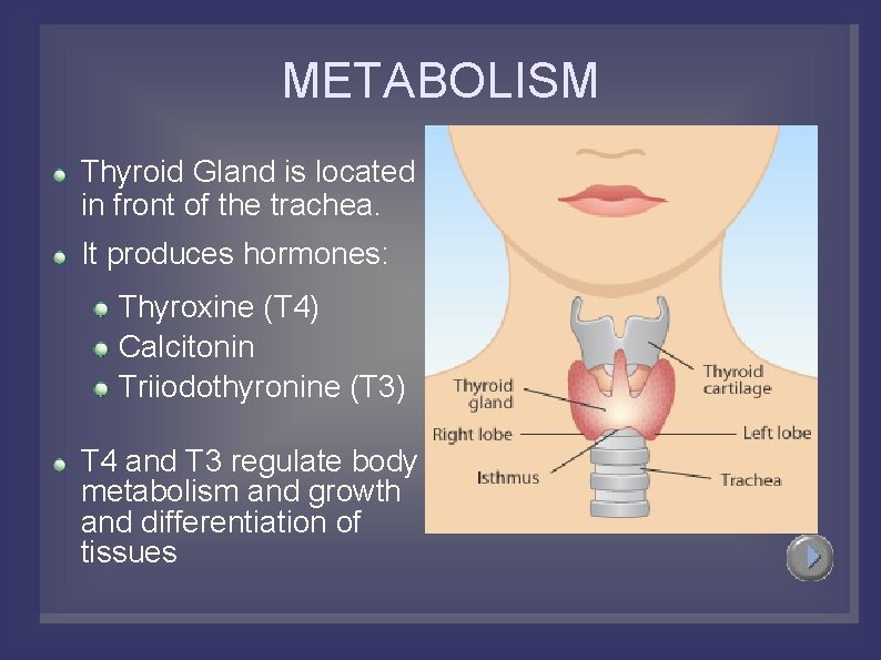 METABOLISM Thyroid Gland is located in front of the trachea. It produces hormones: Thyroxine