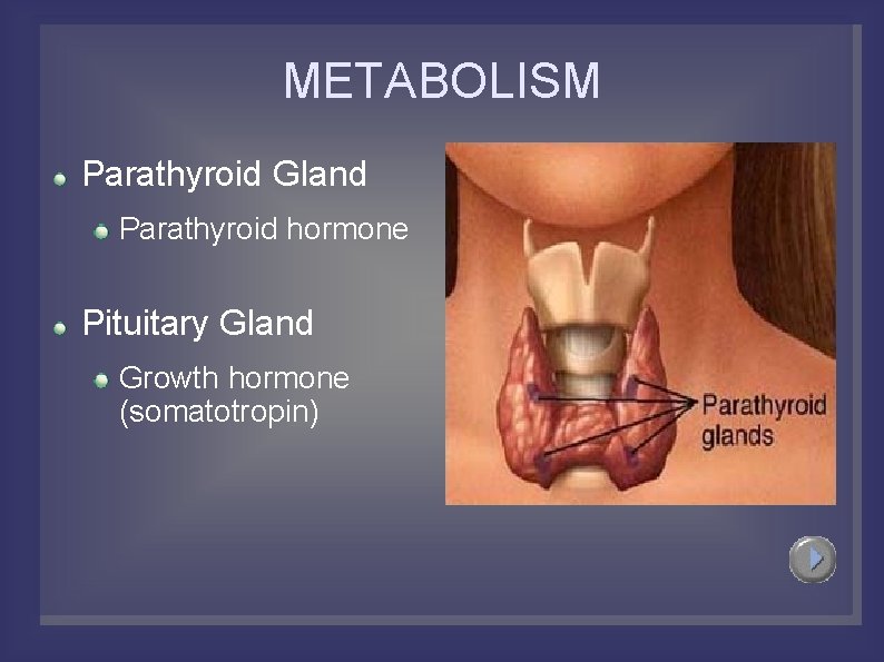 METABOLISM Parathyroid Gland Parathyroid hormone Pituitary Gland Growth hormone (somatotropin) 