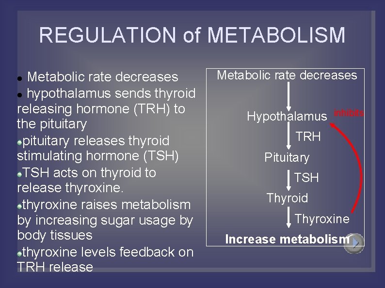 REGULATION of METABOLISM Metabolic rate decreases hypothalamus sends thyroid releasing hormone (TRH) to the
