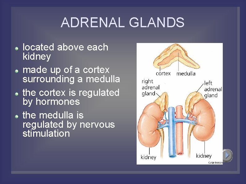 ADRENAL GLANDS located above each kidney made up of a cortex surrounding a medulla