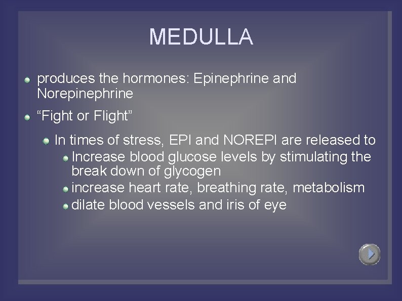 MEDULLA produces the hormones: Epinephrine and Norepinephrine “Fight or Flight” In times of stress,