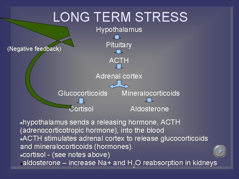 LONG TERM STRESS Hypothalamus Pituitary (Negative feedback) ACTH Adrenal cortex Glucocorticoids Mineralocorticoids Cortisol Aldosterone