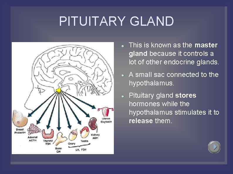 PITUITARY GLAND This is known as the master gland because it controls a lot