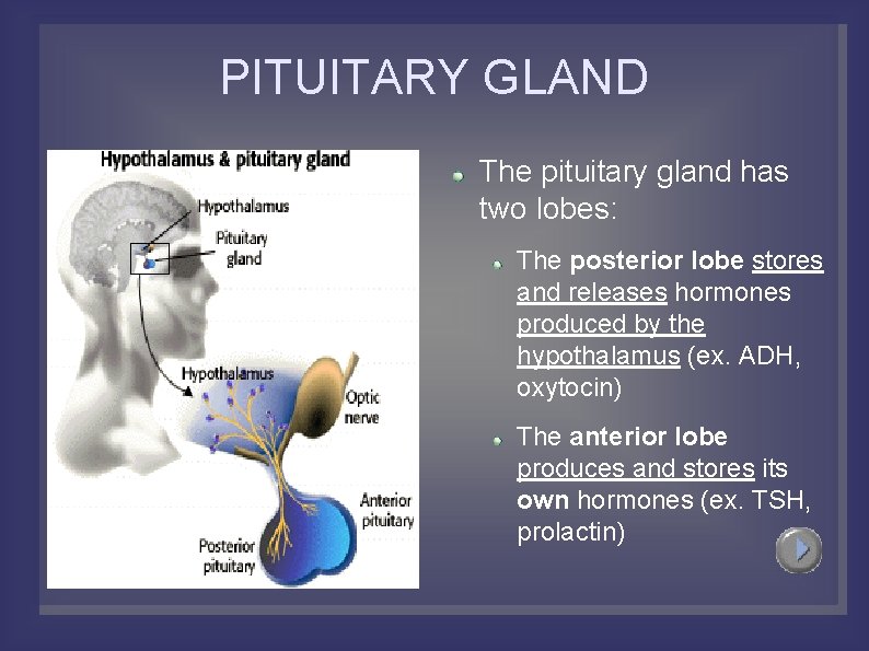 PITUITARY GLAND The pituitary gland has two lobes: The posterior lobe stores and releases