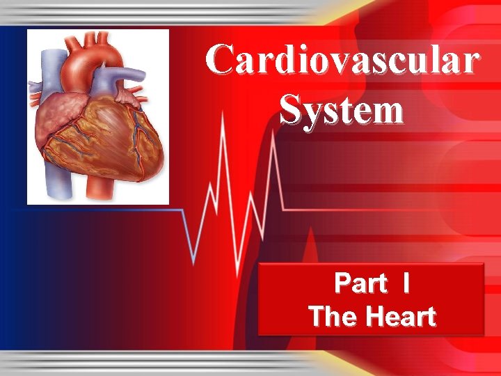 Cardiovascular System Part I The Heart 