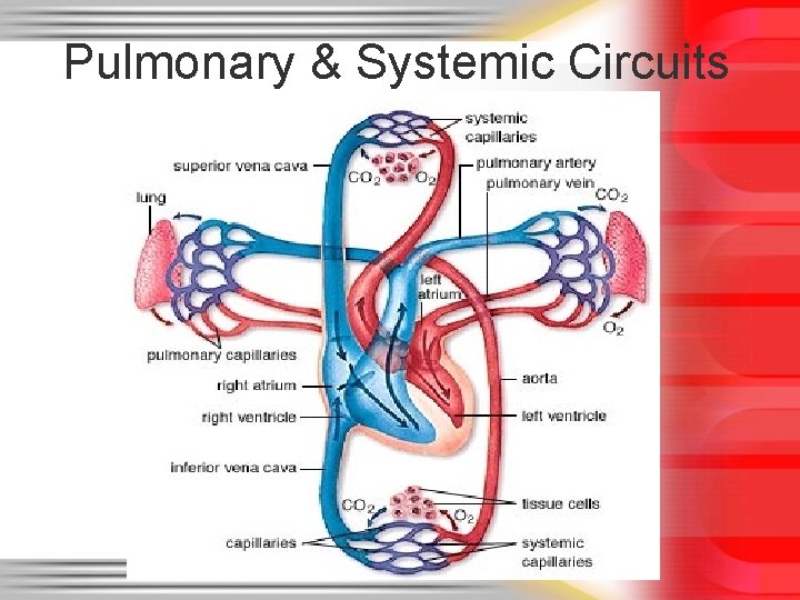 Pulmonary & Systemic Circuits 
