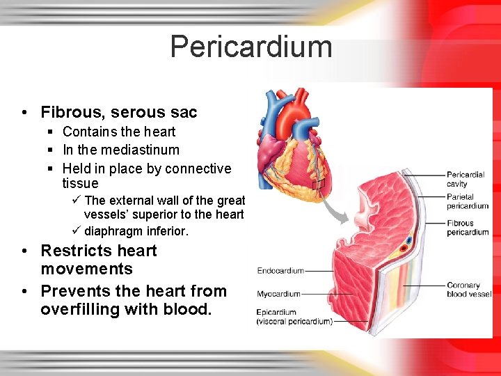 Pericardium • Fibrous, serous sac § Contains the heart § In the mediastinum §