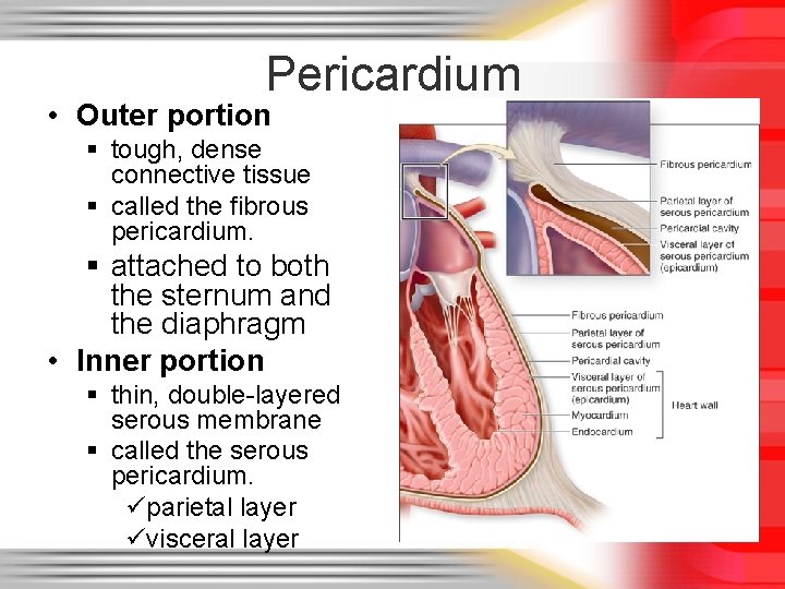 Pericardium • Outer portion § tough, dense connective tissue § called the fibrous pericardium.
