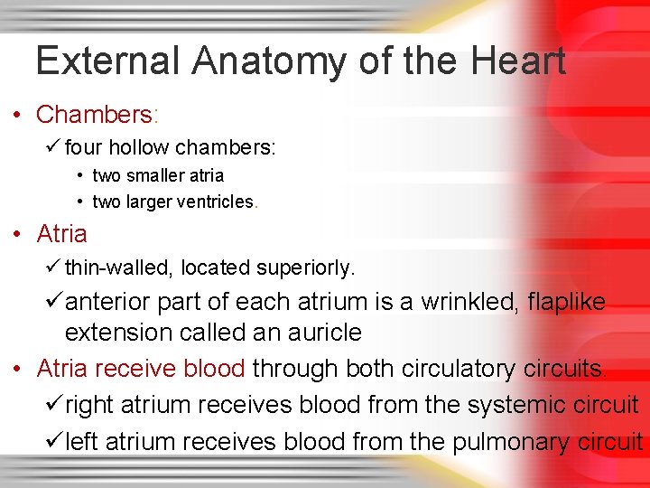 External Anatomy of the Heart • Chambers: ü four hollow chambers: • two smaller