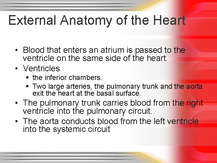 External Anatomy of the Heart • Blood that enters an atrium is passed to