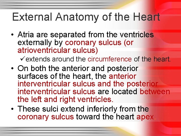 External Anatomy of the Heart • Atria are separated from the ventricles externally by