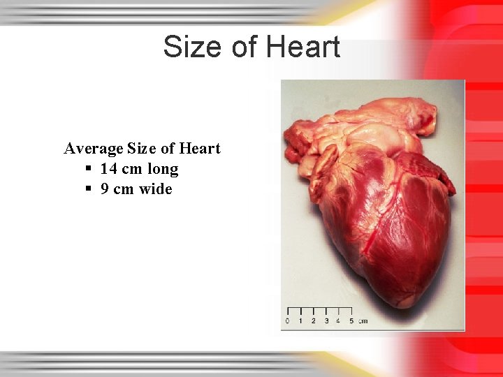 Size of Heart Average Size of Heart § 14 cm long § 9 cm
