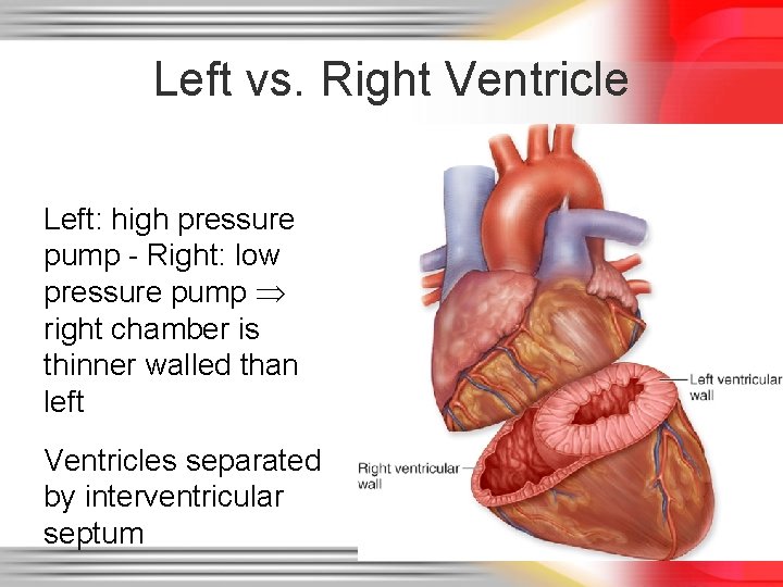 Left vs. Right Ventricle Left: high pressure pump - Right: low pressure pump right